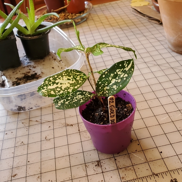 #2 LIVE Gold Dust Dracaena Spotted